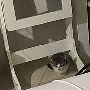 Peekaboo joined the competition — help win amazing prizes! kitten, cat, chair, indoor, floor, white, wood, small_animal, pet, shadow, curious, furniture, domestic, young, cute, animal, resting, home, cozy, light