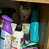Peekaboo is registered to the contest to win money with this photo: kitten, cat, shelf, household_items, air_freshener, cleaner, container, purple, blue, wood, curious, pet, indoor, small, hidden, peek, plastic, brush, box, storage