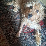 Athéna a rejoint le concours — aidez-le/la à gagner de superbes lots ! dog, pet, shaggy, small_dog, brown_fur, curly_fur, lying_down, looking_at_camera, black_nose, brown_eyes, paws, tail, rug, carpet, indoor, home, floor, portrait, cute, companion_animal