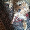 dog, pet, shaggy, small_dog, brown_fur, curly_fur, lying_down, looking_at_camera, black_nose, brown_eyes, paws, tail, rug, carpet, indoor, home, floor, portrait, cute, companion_animal