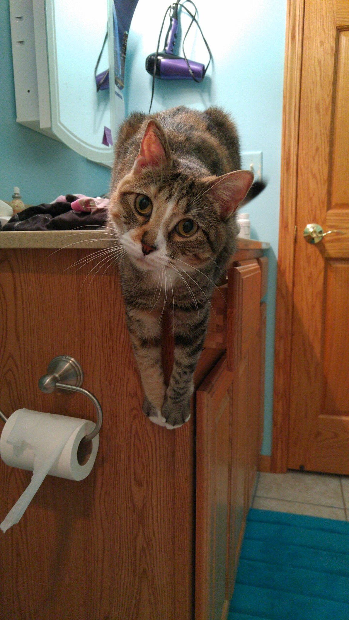 Evelyn joined the competition — help win amazing prizes! carnivore, cat, domestic_short_haired_cat, door, drawer, felidae, floor, flooring, fur, grey, hardwood, home_door, paw, room, small_to_medium_sized_cats, tail, vertebrate, whiskers, wood, wood_stain