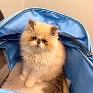 Klaus is registered to the contest to win money with this photo: kitten, cat, fluffy, pet, blue_carrier, indoor, furry, small, cute, animal, young, face, whiskers, ears, sitting, cozy, fur, domestic, closeup, soft