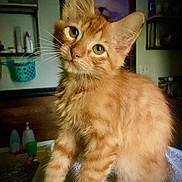 Elvis joined the competition — help win amazing prizes! animal, cat, closeup, curious, cute, domestic, ears, eyes, feline, fur, indoor, kitten, mammal, orange_tabby, pet, portrait, soft, towel, whiskers, young