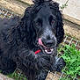 dog, black_fur, curly_fur, tongue_out, outdoor, grass, stone_grid, tile_floor, pet, animal, canine, fur, collar, playful, happy, close_up, muzzle, ears, nose, eyes