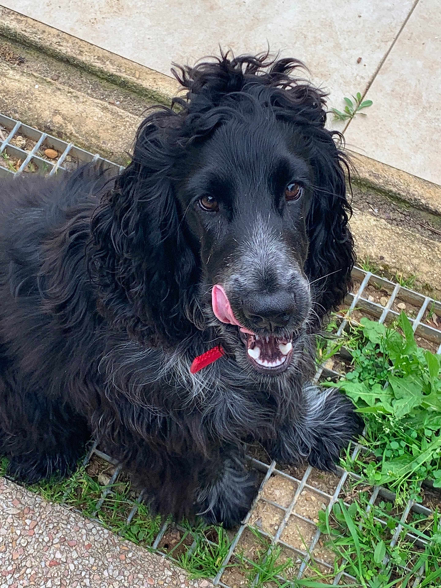 Appy participe au concours pour gagner de l'argent avec cette photo : dog, black_fur, curly_fur, tongue_out, outdoor, grass, stone_grid, tile_floor, pet, animal, canine, fur, collar, playful, happy, close_up, muzzle, ears, nose, eyes