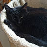 black_cat, cat, cat_bed, sleeping, indoor, pet, feline, cozy, fur, whiskers, green_eyes, resting, curled_up, soft_texture, wooden_chair, home, animal, nap, domestic_cat, cute