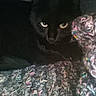 black_cat, cat, animal, pet, knitted_blanket, cozy, indoor, feline, cute, eyes, dark, texture, wool, yarn, closeup, resting, fur, whiskers, mysterious, soft