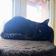 Mazikeen a rejoint le concours — aidez-le/la à gagner de superbes lots ! animal, black_cat, cat, cozy, daylight, domestic, ears, feline, furry, indoor, perch, pet, quiet, relaxed, resting, sleeping, soft_texture, tail, whiskers, window