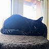 cat, black_cat, window, indoor, feline, resting, sleeping, pet, furry, cozy, daylight, perch, animal, whiskers, tail, ears, quiet, relaxed, domestic, soft_texture