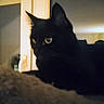 black_cat, cat, yellow_eyes, indoor, window, pet, feline, animal, resting, dark, cozy, closeup, side_view, soft_focus, grainy, quiet, domestic, house, mysterious, shadow