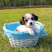Fireball is registered to the contest to win money with this photo: puppy, dog, basket, grass, outdoor, field, cute, pet, animal, nature, blue, white, checkered, small, young, adorable, fur, ears, eyes, sunlight