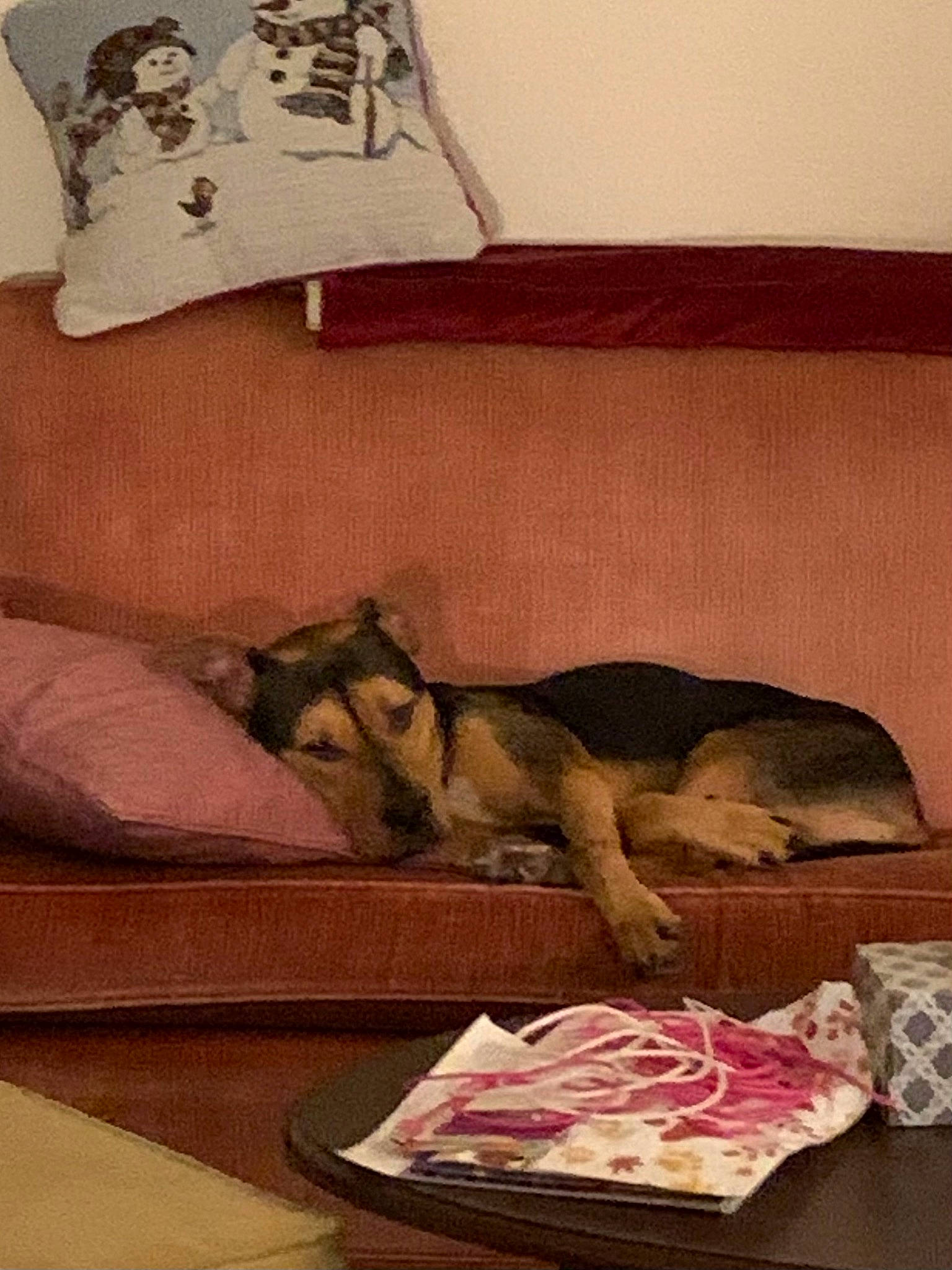 Tucker Jackson joined the competition — help win amazing prizes! art, bed, bedding, bedroom, carnivore, comfort, companion_dog, dog, dog_breed, fawn, felidae, hardwood, human_leg, illustration, linens, mammal, painting, room, textile, wood