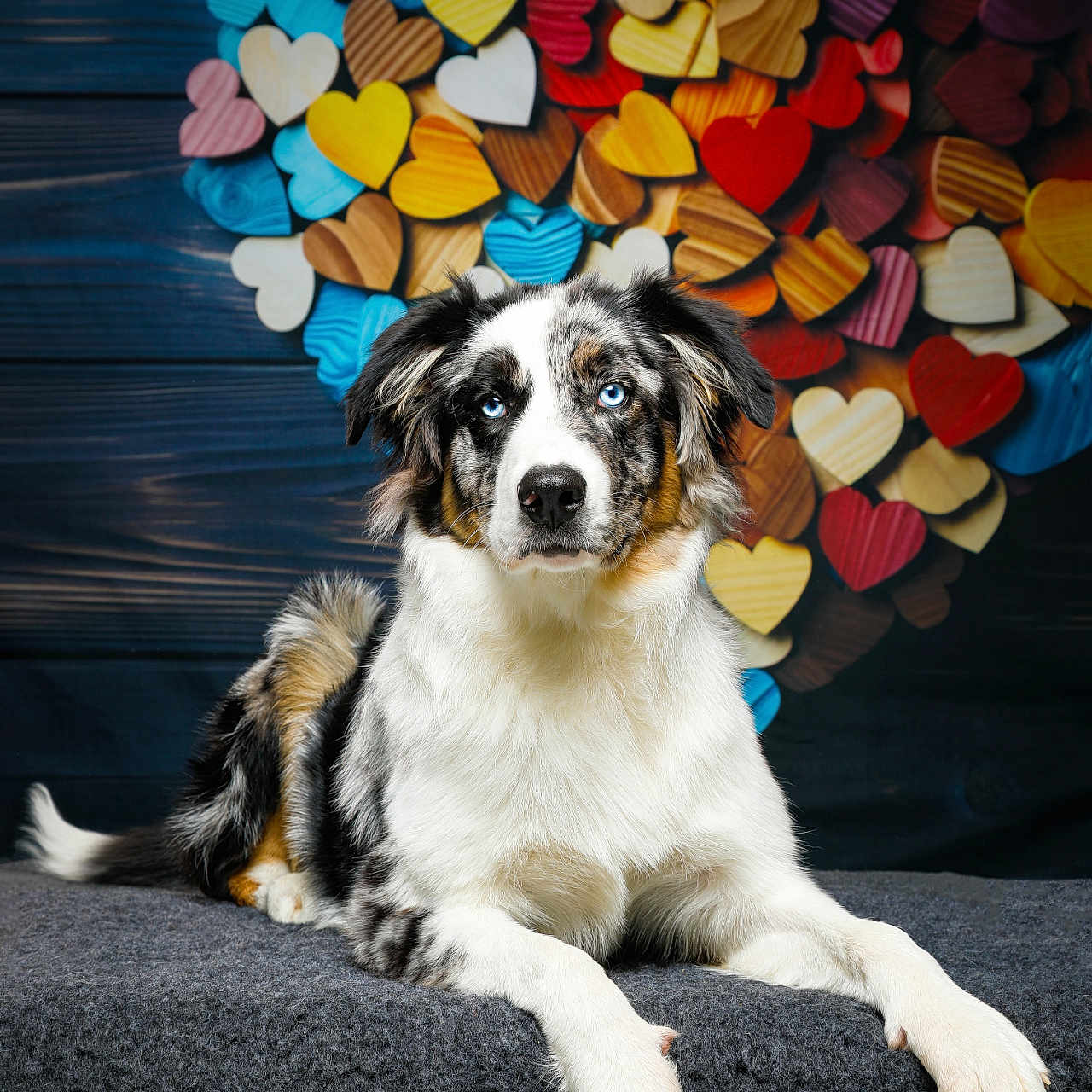 Léon a rejoint le concours — aidez-le/la à gagner de superbes lots ! animal, applique, canine, cockerspaniel, collie, couch, dog, face, flower, flowerarrangement, furniture, head, hound, husky, papillon, pattern, pet, plant, puppy, sphere