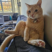 Noelle is registered to the contest to win money with this photo: cat, collar, couch, cozy, curious, fur, furniture, ginger_cat, home, indoor, living_room, natural_light, orange, paw, pet, pillow, relaxed, sitting, tail, window