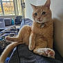 cat, collar, couch, cozy, curious, fur, furniture, ginger_cat, home, indoor, living_room, natural_light, orange, paw, pet, pillow, relaxed, sitting, tail, window