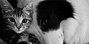 Stanley participe au concours pour gagner de l'argent avec cette photo : abyssinian, advertisement, animal, book, canine, cat, doctor, dog, electronics, hardware, hound, kitten, magazine, manx, novel, pet, poster, publication, snout, text