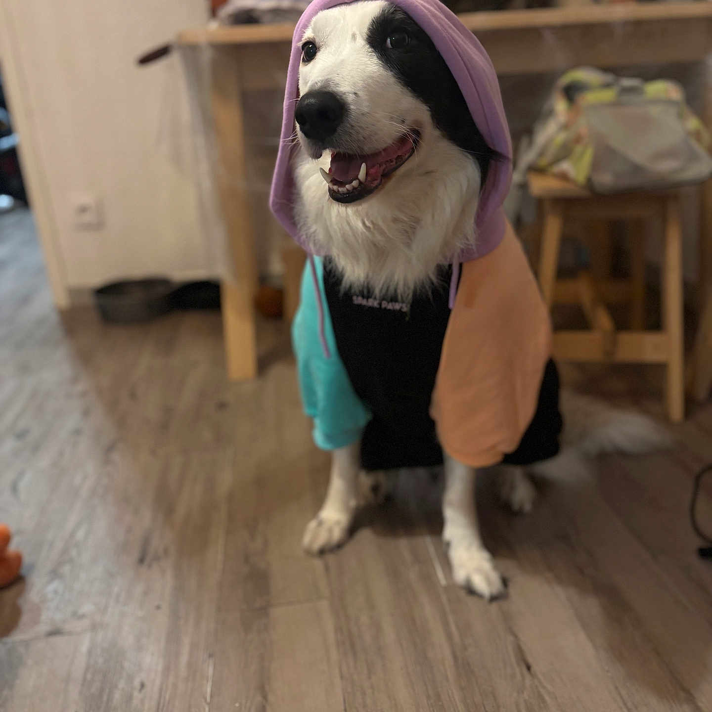 Stanley a rejoint le concours — aidez-le/la à gagner de superbes lots ! animal, apparel, black_and_white_dog, blurred_background, canine, clothing, cute, dog, domestic_animal, floor, furniture, happy, hoodie, household, indoor, pet, sitting, smiling, table, wooden_floor