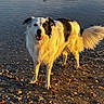 Stanley participe au concours pour gagner de l'argent avec cette photo : animal, beach, canine, coast, daylight, dog, fur, happy, nature, outdoor, pet, sand, sea, seashells, shore, standing, summer, sunlight, water, waves