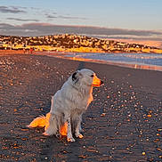 Stanley participe au concours pour gagner de l'argent avec cette photo : animal, beach, calm, clouds, coastline, dog, glowing_light, nature, outdoor, pet, sand, scenic, sea, serene, sitting, sky, sunset, twilight, water, white_fur