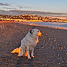 animal, beach, calm, clouds, coastline, dog, glowing_light, nature, outdoor, pet, sand, scenic, sea, serene, sitting, sky, sunset, twilight, water, white_fur
