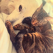 Stanley participe au concours pour gagner de l'argent avec cette photo : animal, bed, cat, close_up, companionship, cozy, cute, dog, friendship, fur, intimate, peaceful, pet, resting, sleeping_cat, snuggling, soft_light, tabby_cat, warm, white_dog