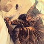animal, bed, cat, close_up, companionship, cozy, cute, dog, friendship, fur, intimate, peaceful, pet, resting, sleeping_cat, snuggling, soft_light, tabby_cat, warm, white_dog