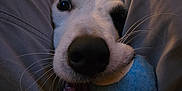 Stanley a rejoint le concours — aidez-le/la à gagner de superbes lots ! animal, ball, bodypart, canine, couch, dog, eskimodog, furniture, hound, husky, labradorretriever, mouth, person, pet, puppy, snout, sport, tennis, tennisball, whitedog