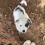 Stanley a rejoint le concours — aidez-le/la à gagner de superbes lots ! animal, black_spots, companion, cute, dirt, dog, ground, leash, looking_up, nature, outdoor, person, pet, playful, puppy, shoes, sneakers, walking, white, young_dog