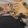 Yuri participe au concours pour gagner de l'argent avec cette photo : animal, cat, closeup, cozy, cute, domestic, feline, fur, indoor, kitten, lap, paw, person, pet, relaxing, resting, sleeping, tabby, tail, whiskers