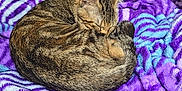 Yuri participe au concours pour gagner de l'argent avec cette photo : animal, blanket, blue, cat, comfortable, cozy, curled_up, cute, feline, fur, furry, indoor, nap, pet, purple, resting, sleeping, soft, striped, tabby