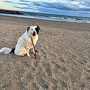 Stan participe au concours pour gagner de l'argent avec cette photo : dog, beach, sand, ocean, waves, clouds, leash, pet, outdoor, animal, water, sky, happy, sitting, nature, coast, shore, relaxation, summer, daytime
