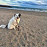 dog, beach, sand, ocean, waves, clouds, leash, pet, outdoor, animal, water, sky, happy, sitting, nature, coast, shore, relaxation, summer, daytime