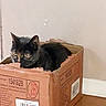 Mobylette a rejoint le concours — aidez-le/la à gagner de superbes lots ! animal, black_cat, brown_box, cardboard_box, cat, cozy, curious, cute, domestic_cat, feline, floor, home, indoor, looking, pet, quiet, resting, sitting, small_space, young_cat
