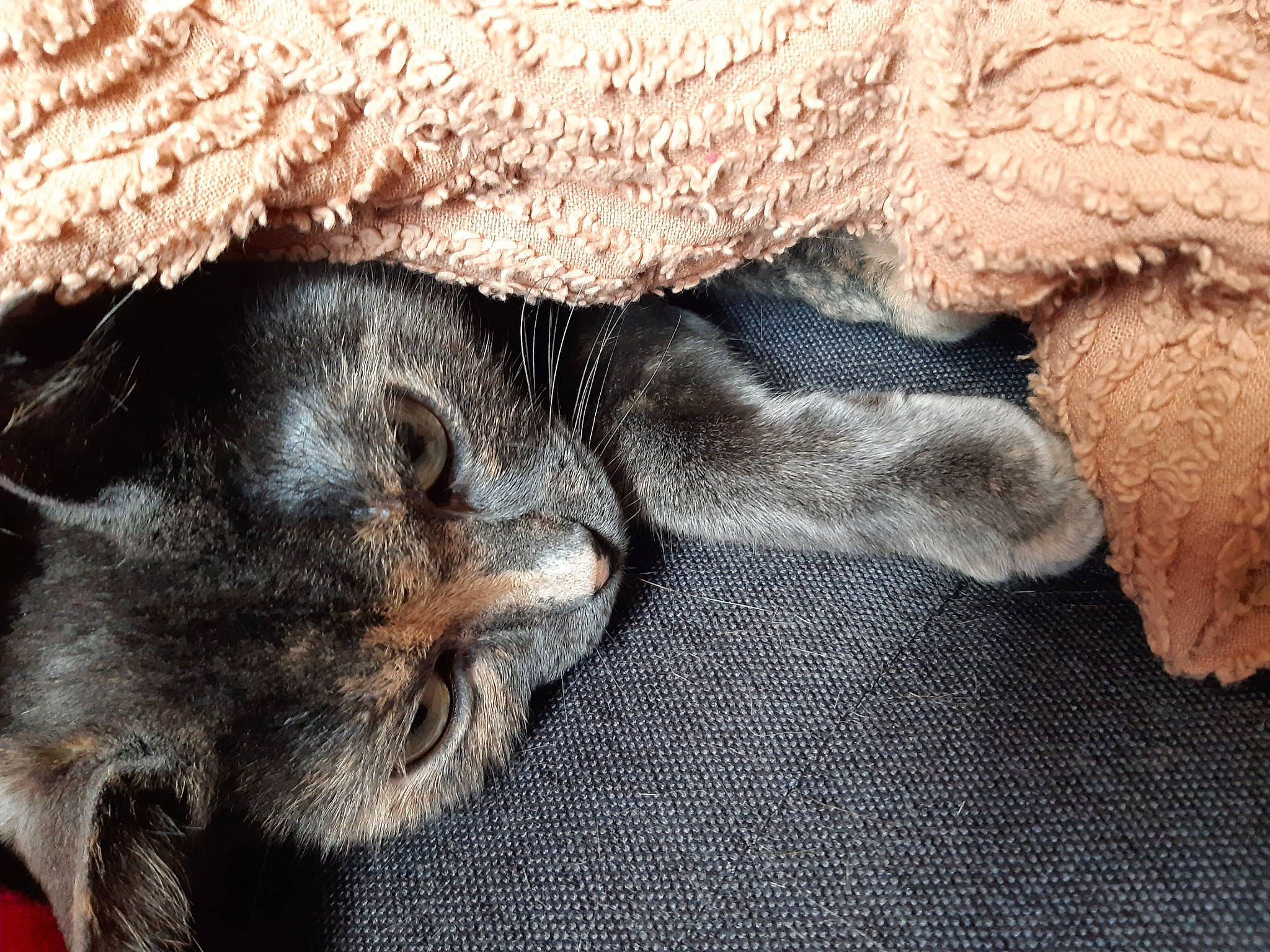 Mobylette