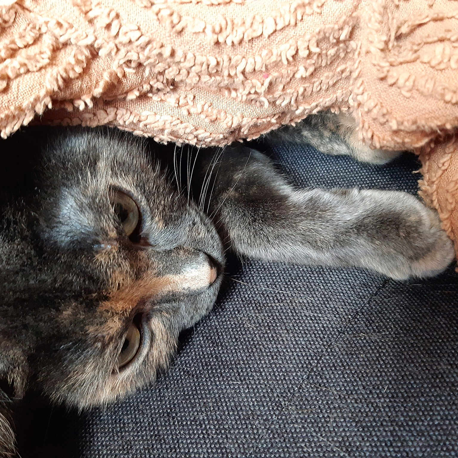 Mobylette