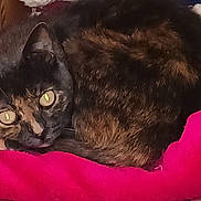 Mobylette participe au concours pour gagner de l'argent avec cette photo : animal, blanket, cat, closeup, companion, cozy, curled_up, cute, domestic, eyes, feline, fur, indoor, pet, pink, resting, sleepy, tortoiseshell, warm, whiskers