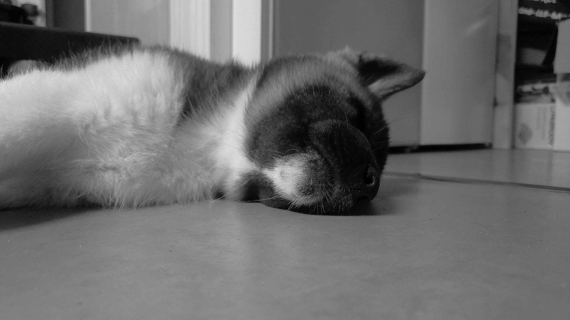 Brume a rejoint le concours — aidez-le/la à gagner de superbes lots ! dog, sleeping, floor, close_up, black_and_white, fur, pet, animal, resting, indoor, calm, relaxed, muzzle, whiskers, nose, ears, quiet, cozy, home, peaceful
