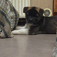 Brume a rejoint le concours — aidez-le/la à gagner de superbes lots ! puppy, dog, indoor, floor, blanket, fabric, radiator, wood_paneling, cozy, lying_down, pet, animal, furry, brown, black, white, domestic, resting, young_dog, home