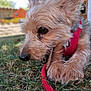dog, animal, pet, grass, outdoor, chewing, stick, red_harness, leash, fur, close_up, nature, canine, cute, playful, young_dog, ears, snout, paws, daylight