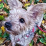 dog, pet, outdoor, autumn, leaves, fall, fur, canine, closeup, ears, curious, nature, background, red_harness, leash, scruffy, brown_fur, animal, cute, walking