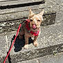 dog, small_dog, leash, harness, red_harness, stone_steps, outdoor, sunlight, tongue_out, pet, canine, playful, cheeky, paw, shadow, close_up, daylight, fur, ears, sitting