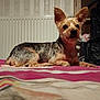 dog, small_dog, bed, indoor, ears, alert, curious, radiator, wallpaper, fur, pet, animal, lying_down, cozy, room, home, carpet, blanket, furniture, domestic