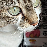 Osaka participe au concours pour gagner de l'argent avec cette photo : cat, close_up, whiskers, green_eyes, fur, portrait, animal, pet, indoor, cute, tabby, face, muzzle, focus, detail, domestic_cat, background_blur, curious, soft_light, feline