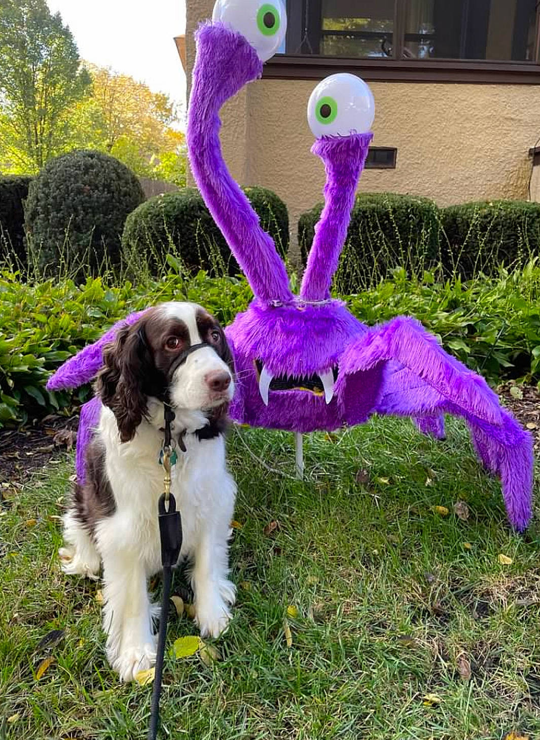 Copper joined the competition — help win amazing prizes! art, canidae, carnivore, companion_dog, dog, dog_breed, environmental_art, event, flower, fur, garden, grass, magenta, mammal, plant, purple, sporting_group, tail, tree, vertebrate