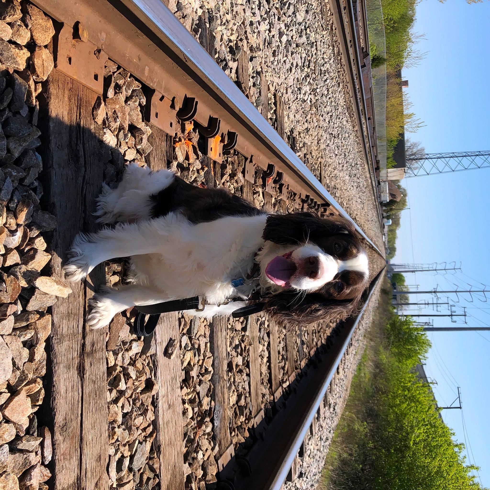 Copper is registered to the contest to win money with this photo: architecture, brick, bridge, building, daytime, facade, handrail, house, landscape, line, metal, plant, reflection, sky, spring, town, tree, urban_design, wall, wood