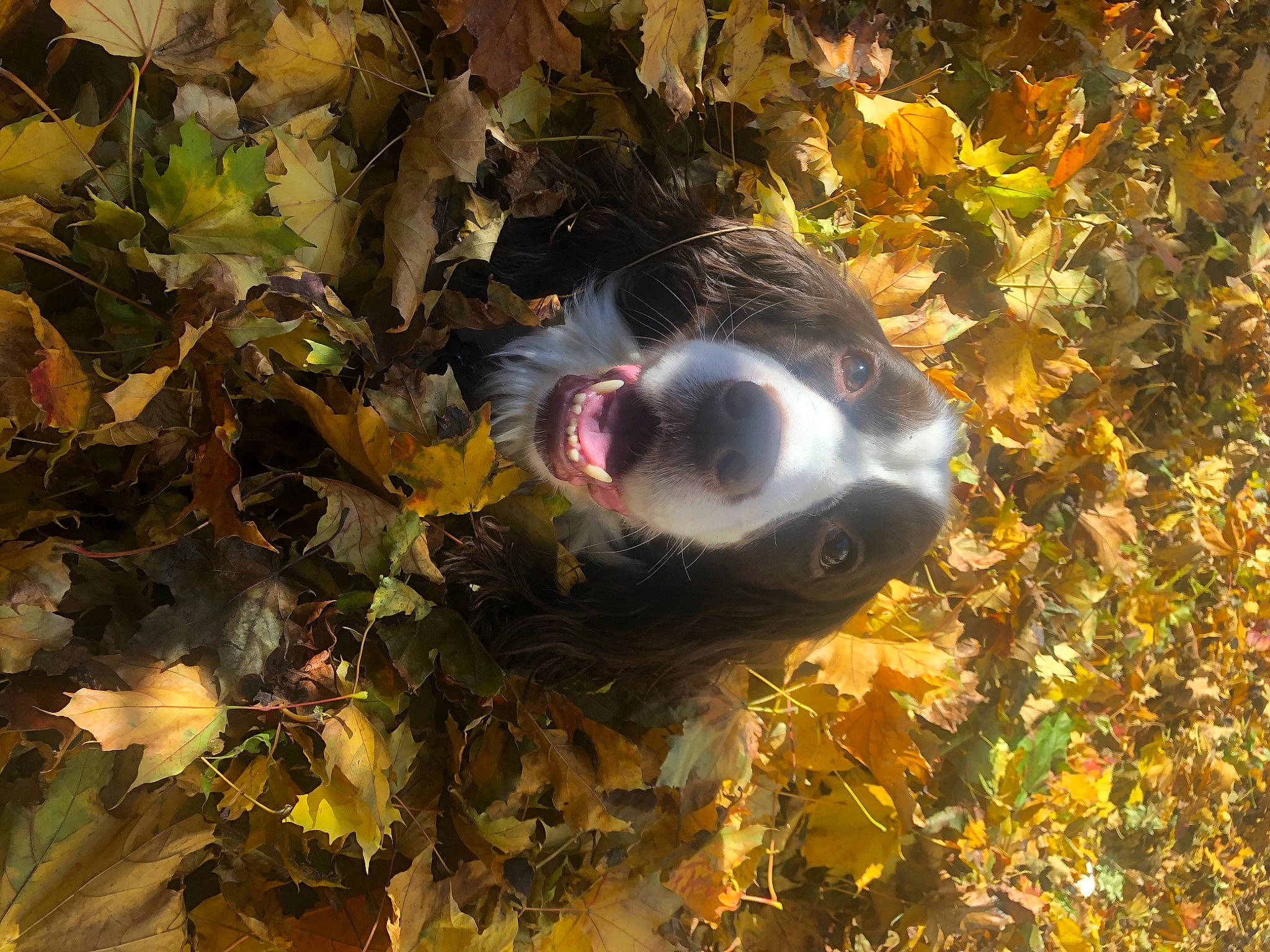 Copper is registered to the contest to win money with this photo: autumn, botany, deciduous, grass, natural_landscape, northern_hardwood_forest, people_in_nature, plant, sky, soil, temperate_broadleaf_and_mixed_forest, tints_and_shades, tree, twig, wood