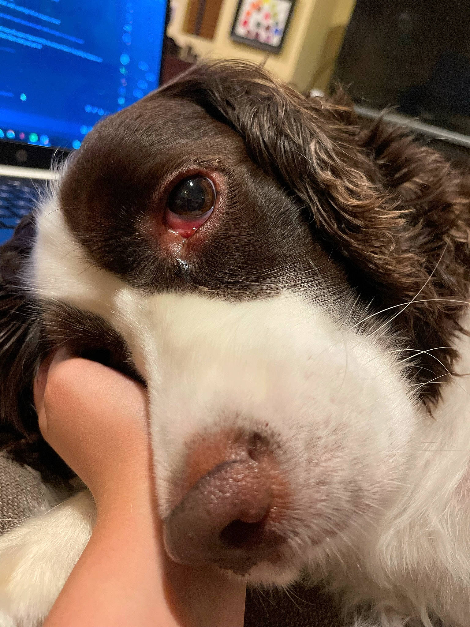 Copper is registered to the contest to win money with this photo: border_collie, canidae, carnivore, close_up, companion_dog, dog, dog_breed, ear, eye, fur, jaw, liver, paw, snout, sporting_group, street_dog, whiskers, working_animal