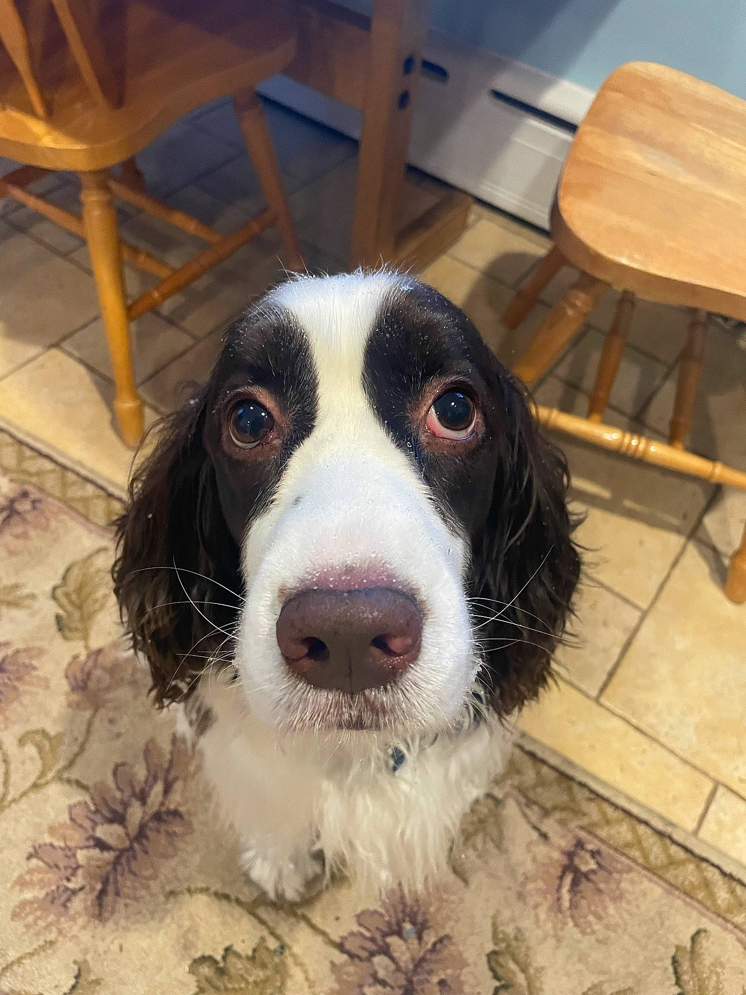 Copper joined the competition — help win amazing prizes! carnivore, chair, companion_dog, dog, dog_breed, flooring, fur, gun_dog, hardwood, sporting_group, varnish, whiskers, wood, wood_stain, working_animal