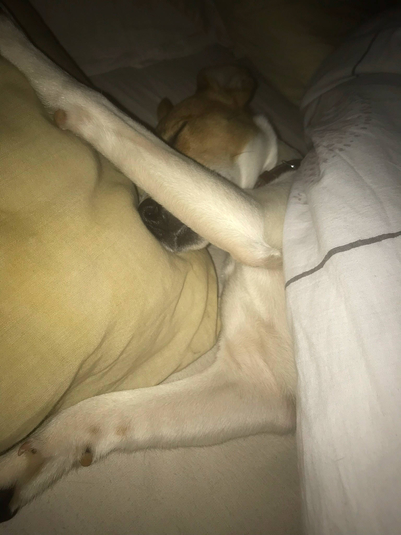 Nutty a rejoint le concours — aidez-le/la à gagner de superbes lots ! abdomen, canidae, fawn, fur, hand, leg, muscle, non_sporting_group, room, tail