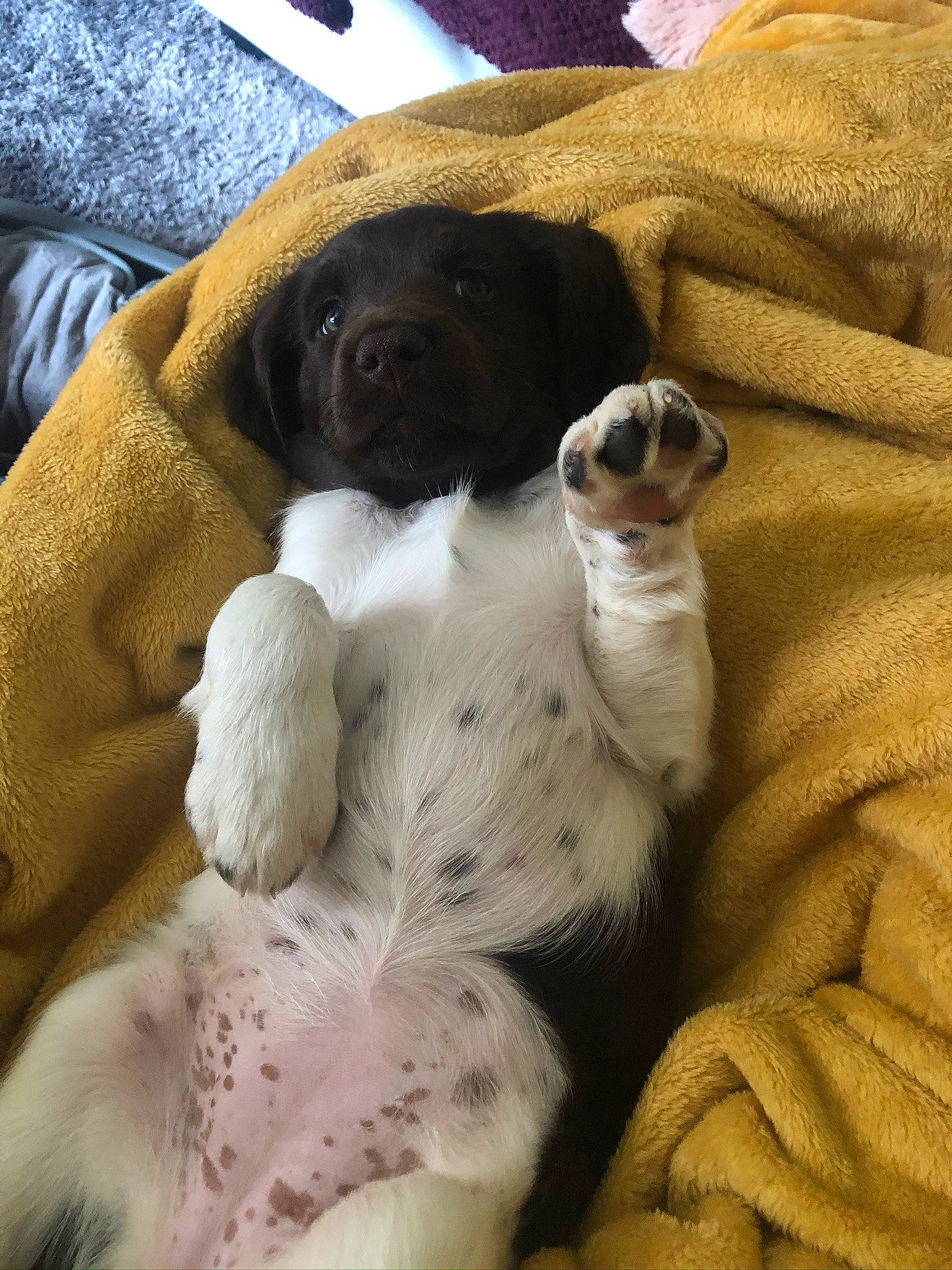 Ruby participe au concours pour gagner de l'argent avec cette photo : canidae, carnivore, companion_dog, danish_swedish_farmdog, dog, dog_breed, fawn, mammal, pointer, puppy, puppy_love, sporting_group, vertebrate